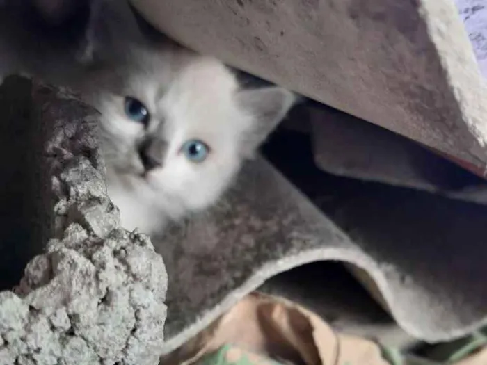 Gato ra a Siamês, cinza  idade Abaixo de 2 meses nome Sem nomes 