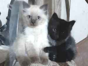 Gato raça Siamês, cinza  idade Abaixo de 2 meses nome Sem nomes 