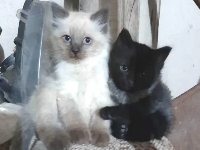 Gato ra a Siamês, cinza  idade Abaixo de 2 meses nome Sem nomes 