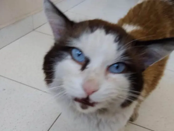Gato ra a Felina idade 6 ou mais anos nome Sem nome