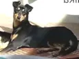 Laika