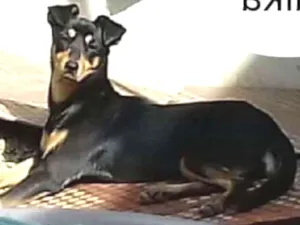 Cachorro raça Mix pinscher com Basset idade 1 ano nome Laika