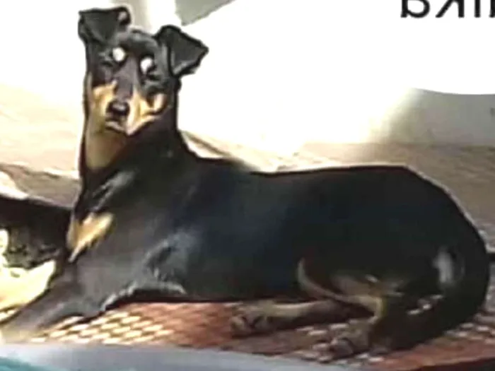 Cachorro ra a Mix pinscher com Basset idade 1 ano nome Laika