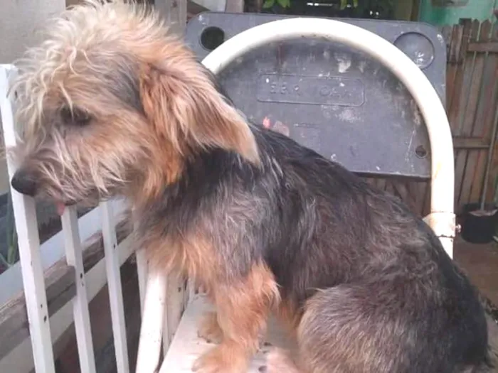 Cachorro ra a Yorkshire com Basset idade 1 ano nome Lucky