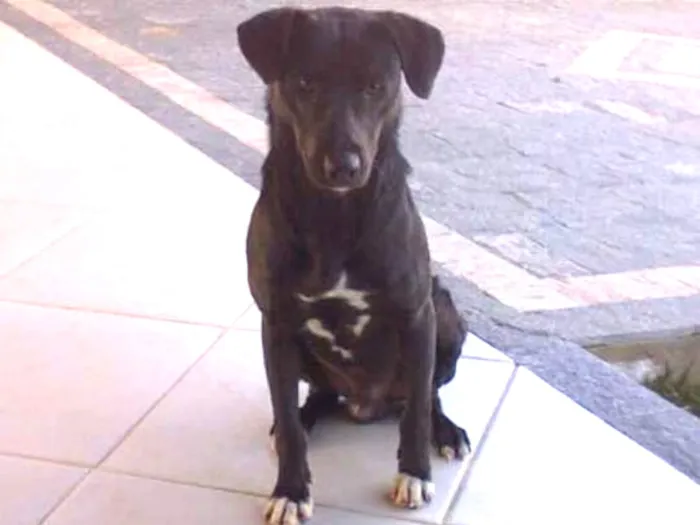 Cachorro ra a Indefinido  idade 5 anos nome Lupe