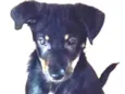 REGINALDO DOG