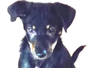Cachorro raça SRD idade 2 a 6 meses nome REGINALDO DOG