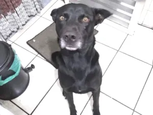 Cachorro raça RND idade 2 anos nome Thor