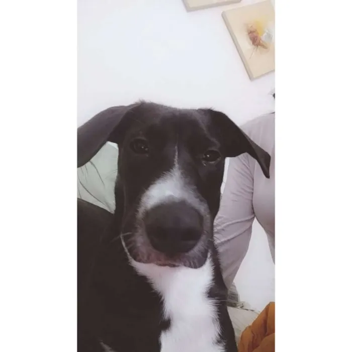 Cachorro ra a Sem raça definida idade 7 a 11 meses nome Duke