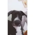 Duke