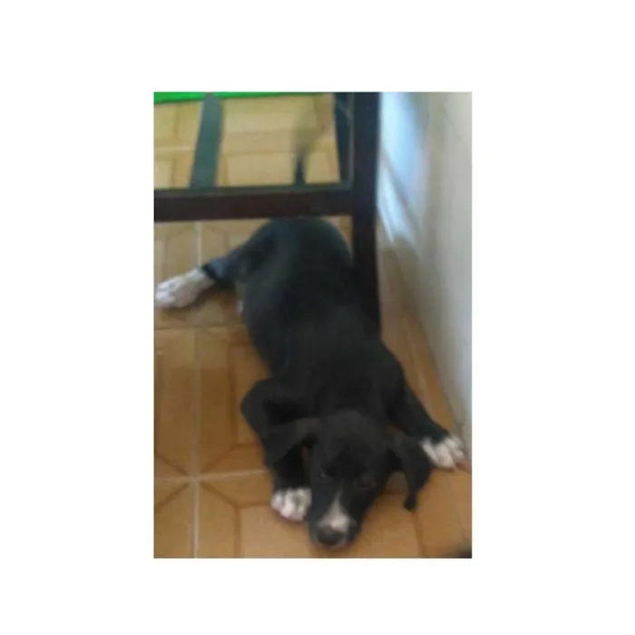 Cachorro ra a Sem raça definida idade 7 a 11 meses nome Duke