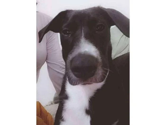 Cachorro ra a Sem raça definida idade 7 a 11 meses nome Duke