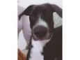 Duke