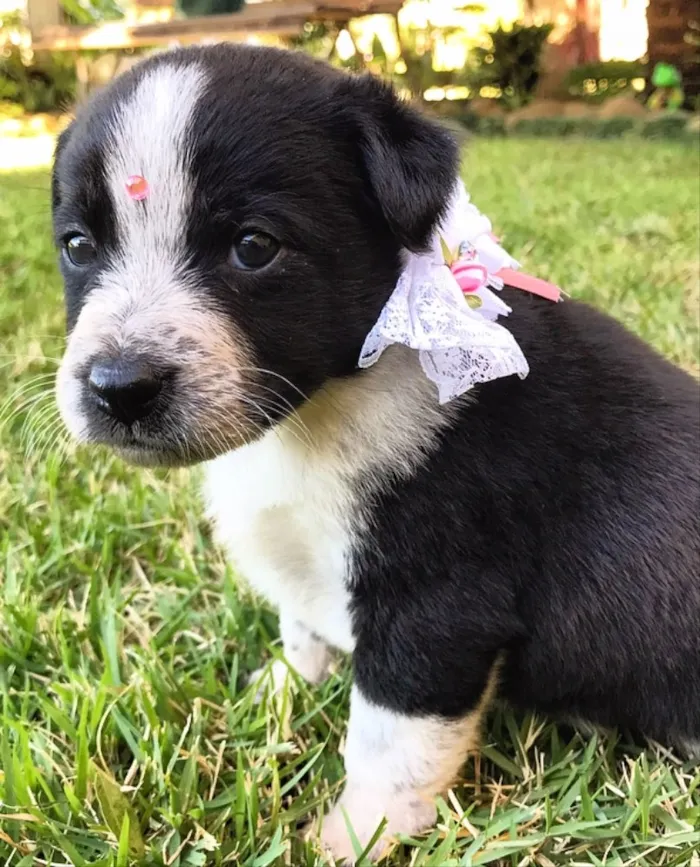 Cachorro ra a SEM RAÇA DEFINIDA  idade Abaixo de 2 meses nome DALILA