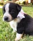 DALILA