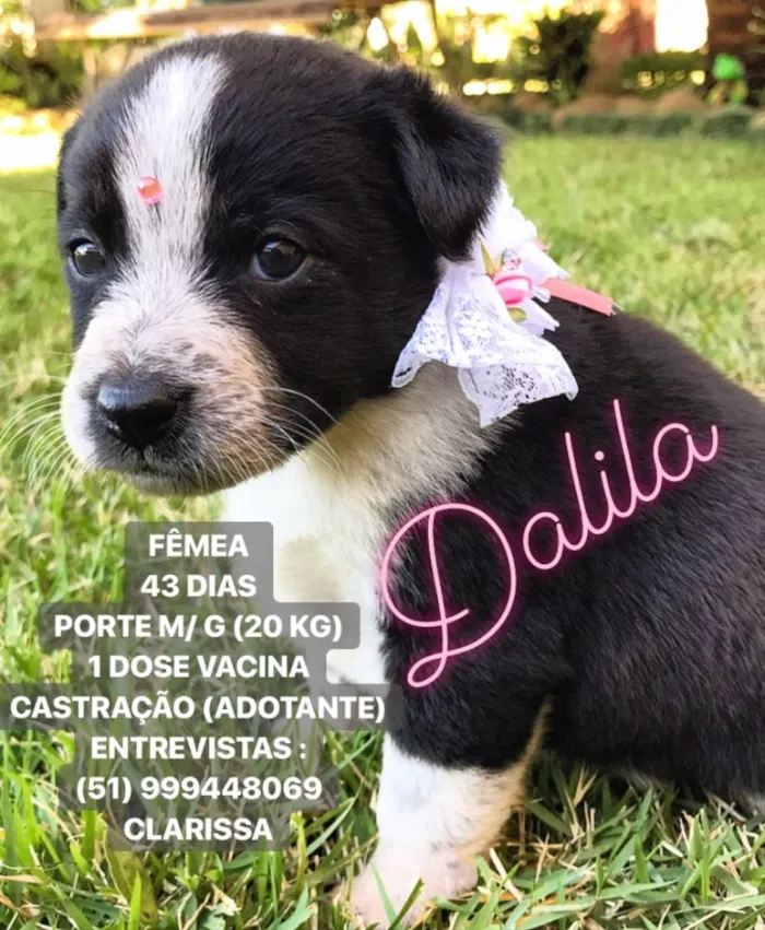 Cachorro ra a SEM RAÇA DEFINIDA  idade Abaixo de 2 meses nome DALILA