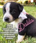DALILA