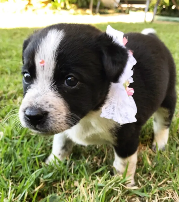 Cachorro ra a SEM RAÇA DEFINIDA  idade Abaixo de 2 meses nome DALILA
