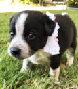 DALILA