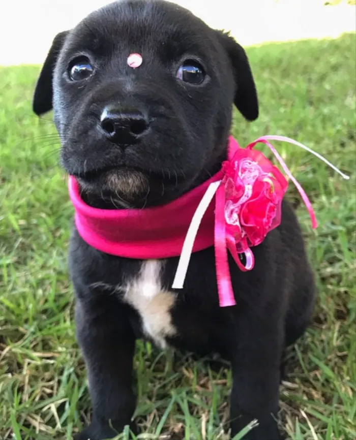 Cachorro ra a SEM RAÇA DEFINIDA  idade Abaixo de 2 meses nome AURORA 