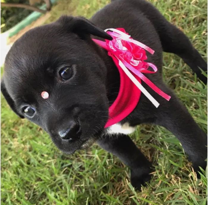 Cachorro ra a SEM RAÇA DEFINIDA  idade Abaixo de 2 meses nome AURORA 
