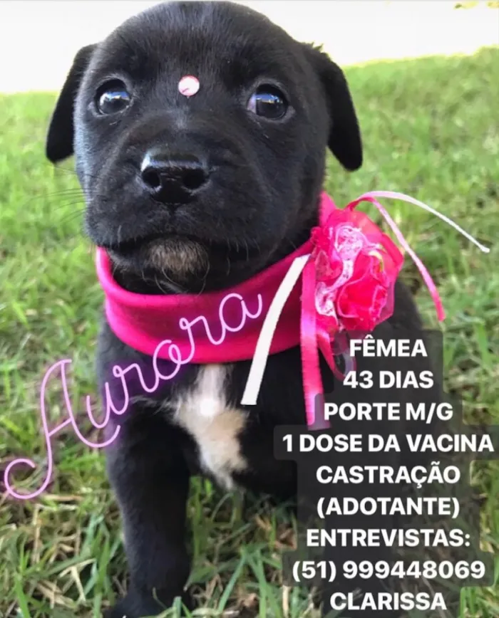 Cachorro ra a SEM RAÇA DEFINIDA  idade Abaixo de 2 meses nome AURORA 