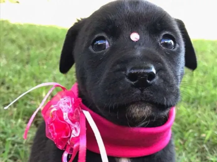 Cachorro ra a SEM RAÇA DEFINIDA  idade Abaixo de 2 meses nome AURORA 