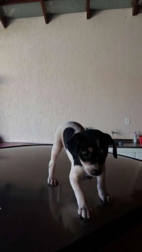 Cachorro ra a vira lata  idade Abaixo de 2 meses nome São filhotes três