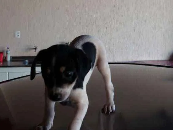 Cachorro ra a vira lata  idade Abaixo de 2 meses nome São filhotes três
