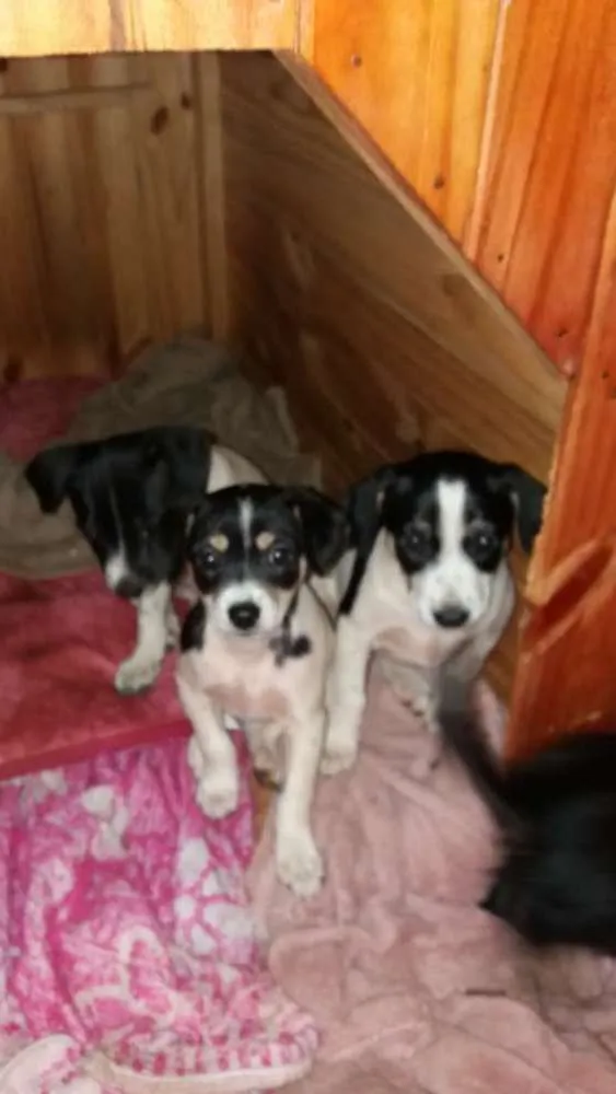 Cachorro ra a vira lata  idade Abaixo de 2 meses nome São filhotes três