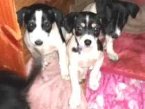 Cachorro raça vira lata  idade Abaixo de 2 meses nome São filhotes três