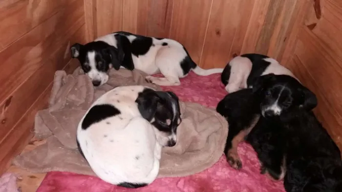 Cachorro ra a vira lata  idade Abaixo de 2 meses nome São filhotes três