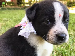 Cachorro raça SEM RAÇA DEFINIDA  idade Abaixo de 2 meses nome DALILA