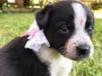 DALILA