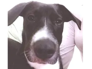 Cachorro raça Sem raça definida idade 7 a 11 meses nome Duke