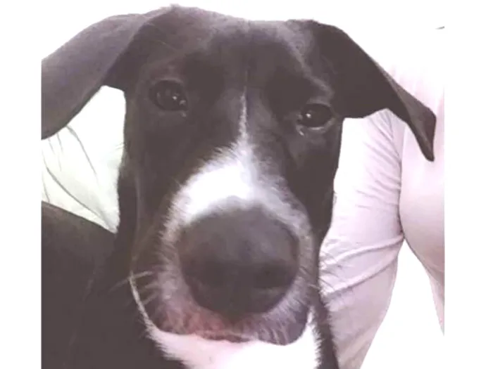 Cachorro ra a Sem raça definida idade 7 a 11 meses nome Duke