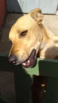 cacau