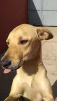 cacau