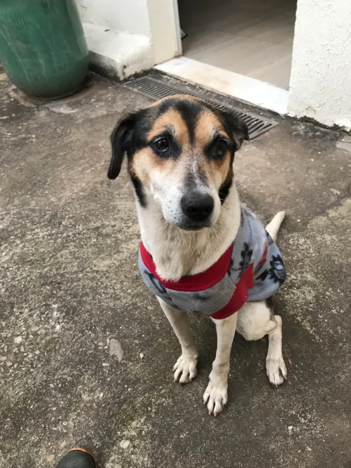 Cachorro ra a Vira lata idade 3 anos nome Bartolo