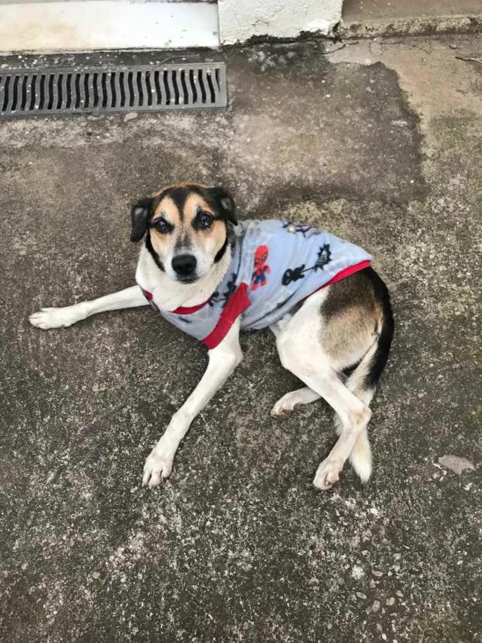 Cachorro ra a Vira lata idade 3 anos nome Bartolo