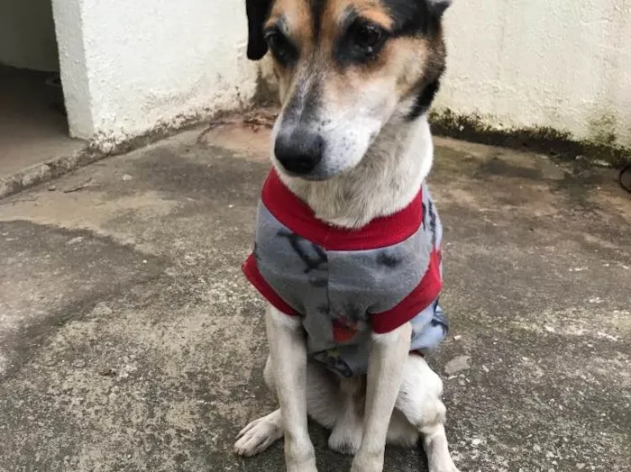 Cachorro ra a Vira lata idade 3 anos nome Bartolo