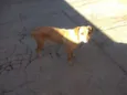 cacau