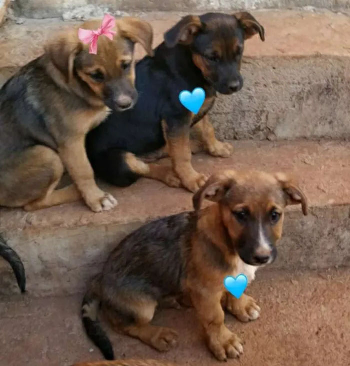 Cachorro raça Vira lata idade 2 a 6 meses nome filhotes