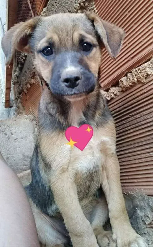 Cachorro raça Vira lata idade 2 a 6 meses nome filhotes