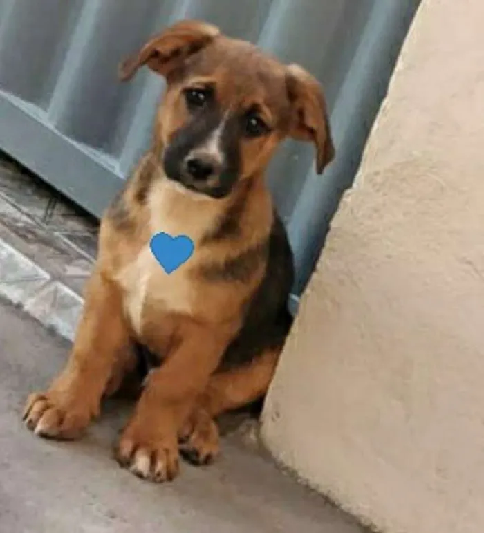 Cachorro raça Vira lata idade 2 a 6 meses nome filhotes