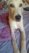 Cerberus
