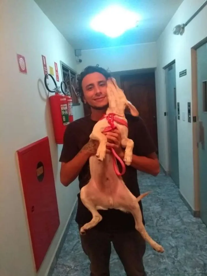 Cachorro ra a Vira-lata idade 2 a 6 meses nome Cerberus