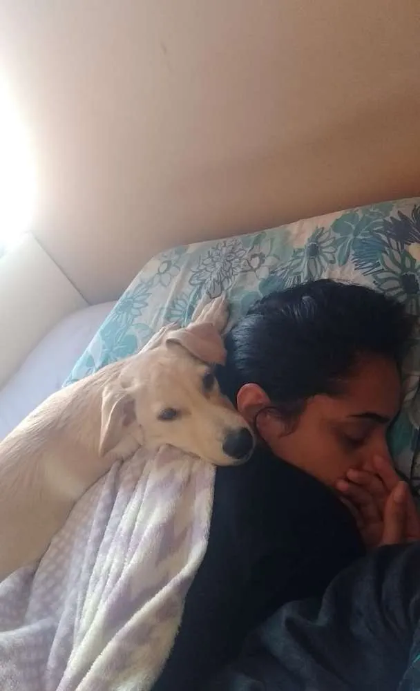 Cachorro ra a Vira-lata idade 2 a 6 meses nome Cerberus