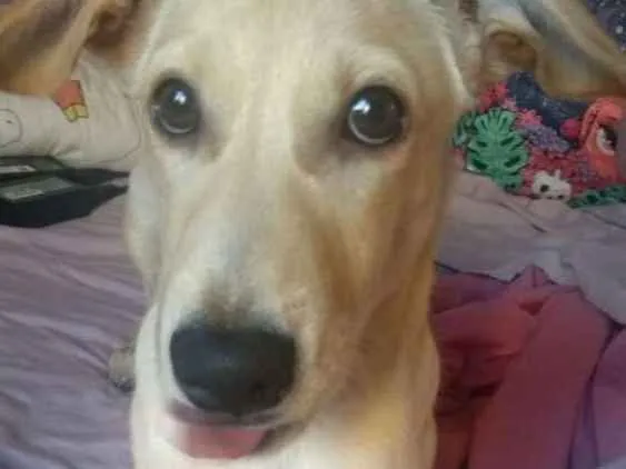 Cachorro ra a Vira-lata idade 2 a 6 meses nome Cerberus