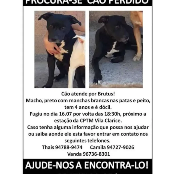 Cachorro ra a Mestiço de pitbull idade 4 anos nome Brutus